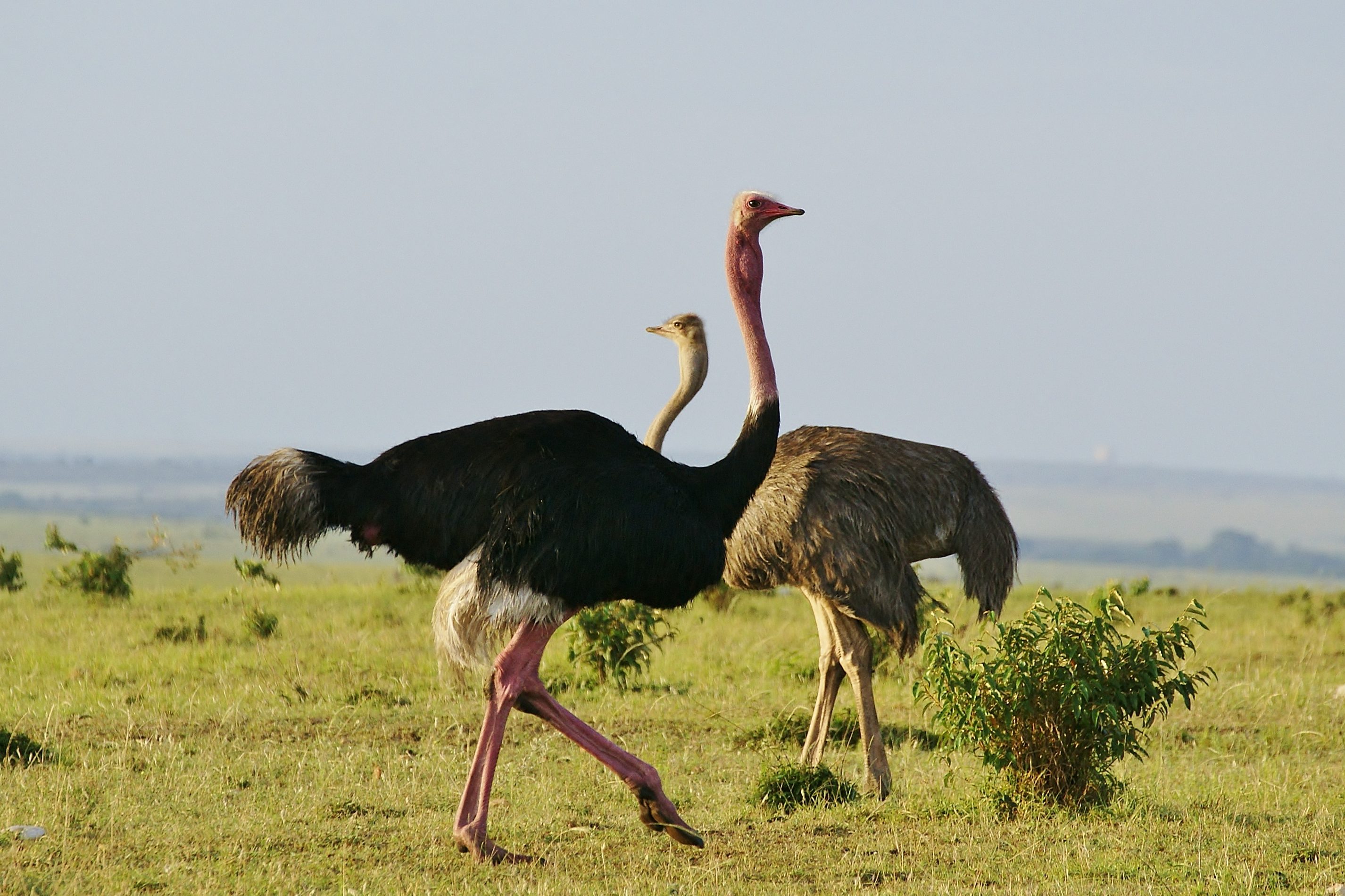 Самая крупная птица 5. Африканский страус. Страусята африканского страуса. Африканский страус в саванне. Черный Африканский страус.