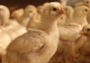 Симптомы и лечение болезней цыплят бройлеров