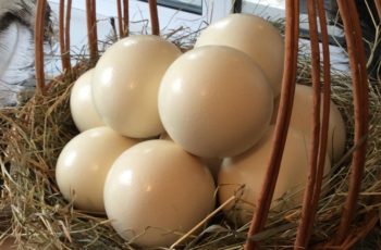 Инкубационное страусиное яйцо