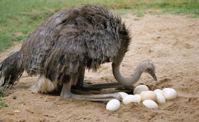 Как размножаются страусы?