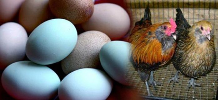 Что делать, если куры клюют яйца?