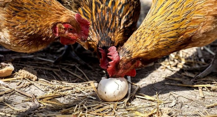 Что делать, если куры клюют яйца?