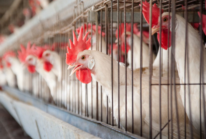 Птицеводство и технология производства яиц и мяса птицы