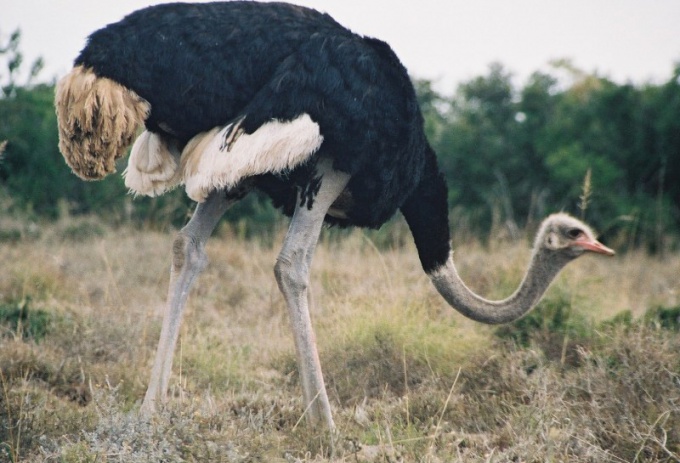 Самый большой страус