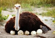 Сколько страус высиживает яйца?