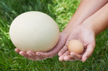 Какие характеристики имеет страусиное яйцо?