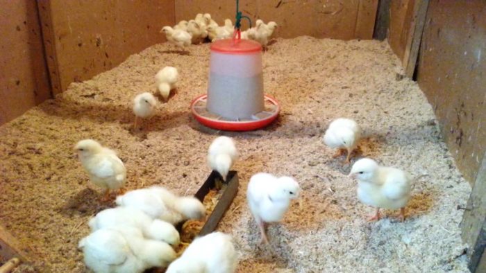 Выращивание цыплят бройлеров