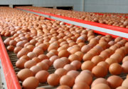 Птицеводство и технология производства яиц и мяса птицы