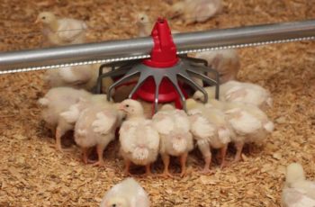 Комбикорм для цыплят бройлеров