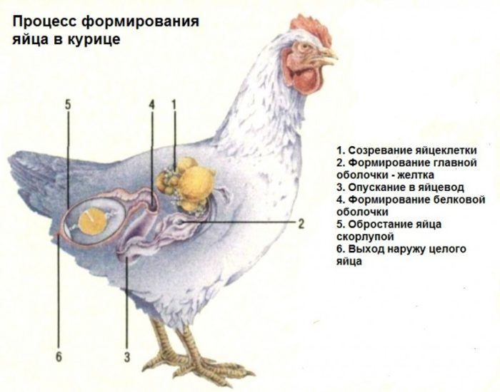 Как курица откладывает яйца?
