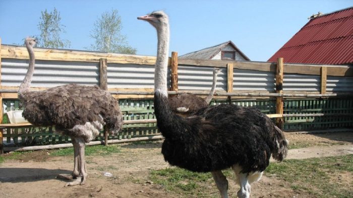 Выгодно ли разводить страусов?