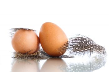 Когда цесарки начинают нести яйца?