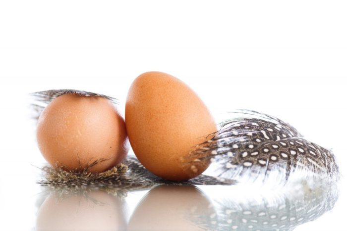 Когда цесарки начинают нести яйца?