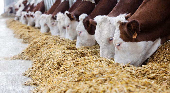 Правильное кормление коров. Способы определения качества силоса и зерна