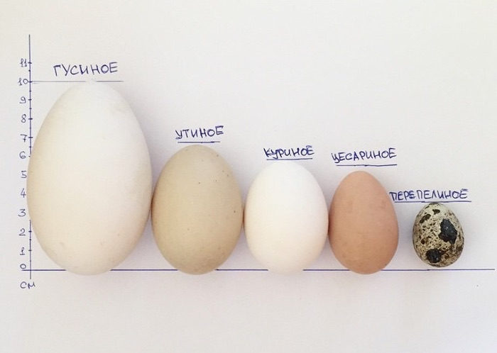 Сравнение яиц цесарки и курицы