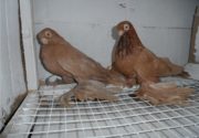 Армавирские короткоклювие голуби