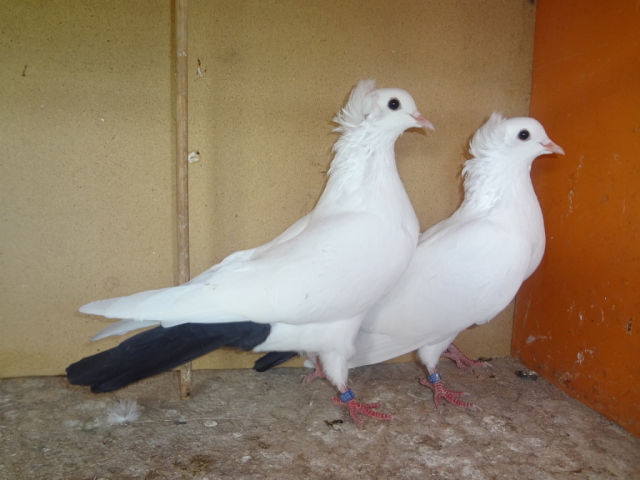 Бакинские голуби