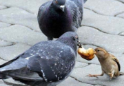Что едят голуби?