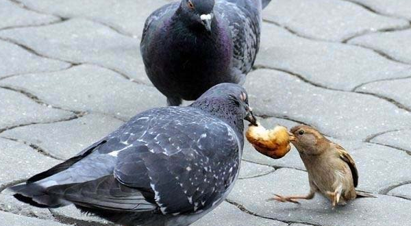 Что едят голуби?