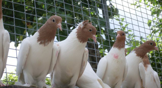 Уральские голуби