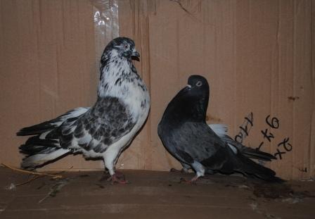 Кировоградские голуби