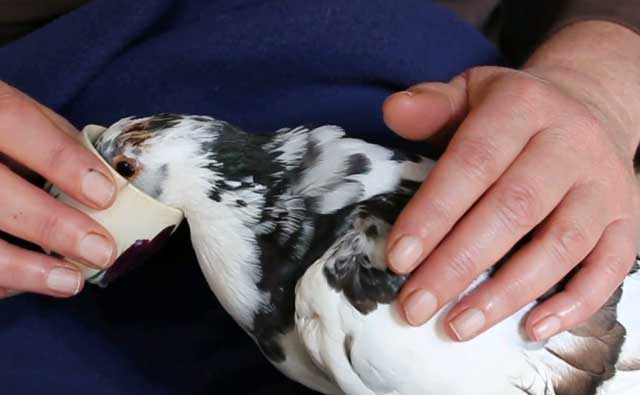 Лечение голубей