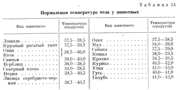 Температура тела утки