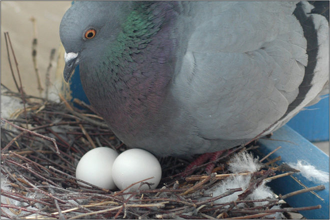 Яйца голубей