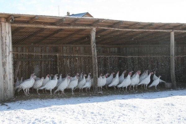 Выращивание индюков в домашних условиях для начинающих с нуля 🦃(часть 2)