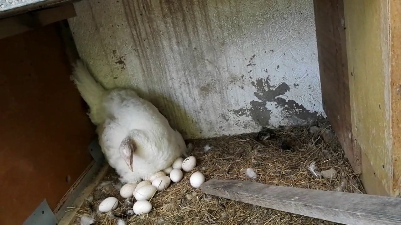 Заметить нестись. Индюшка высиживает яйца. Рождение кроликов из яиц. Рождение крольчат из яйца.