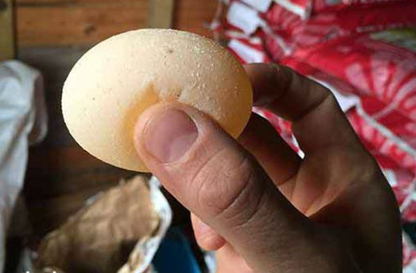 Почему индюшки несут яйца без скорлупы?