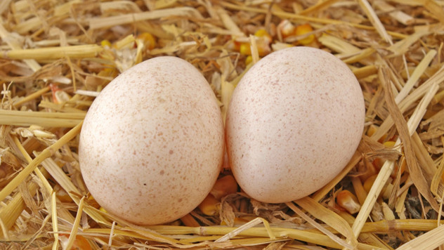 Что делать, если индюки едят свои яйца?