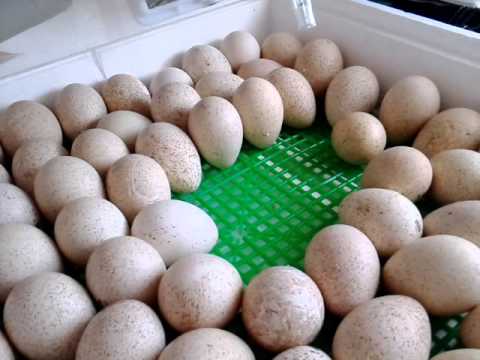Инкубация яиц индюков