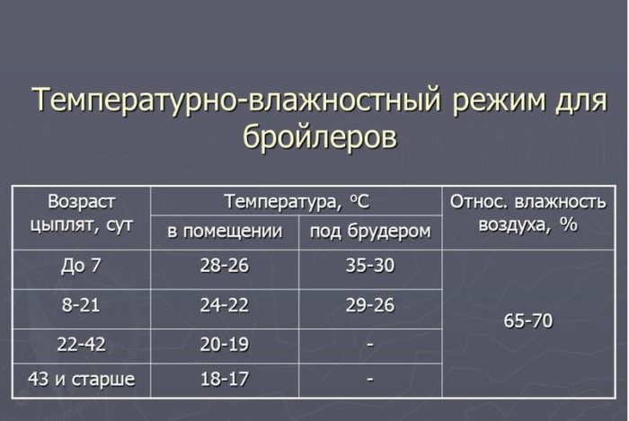 Температура для цыплят