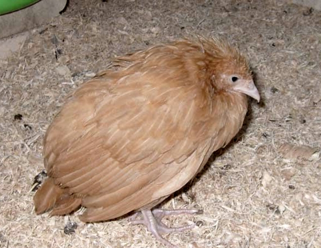 Кокцидиоз у цыплят