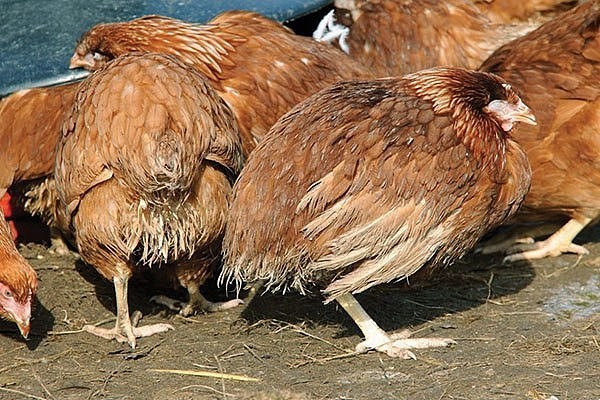 Кокцидиоз у цыплят