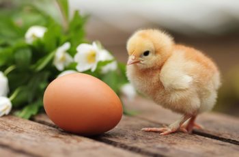 Развитие цыплёнка в яйце