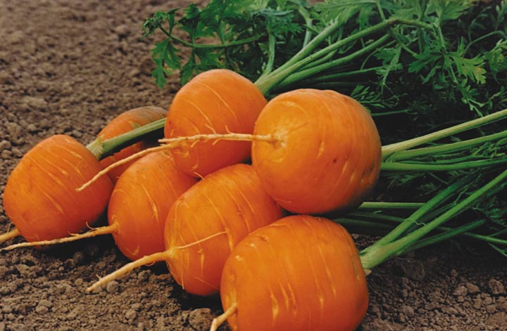 Мелкая морковь