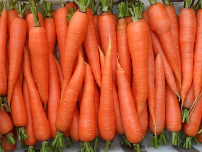 Морковь Лонге роте
