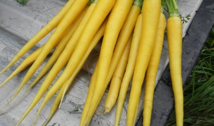 Жёлтая морковь