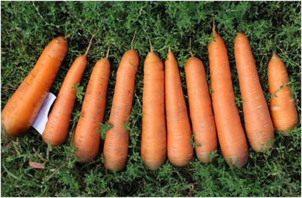 Морковь сорта Русский размер