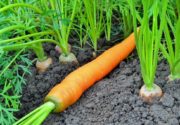 Морковь Зеленая сердцевина