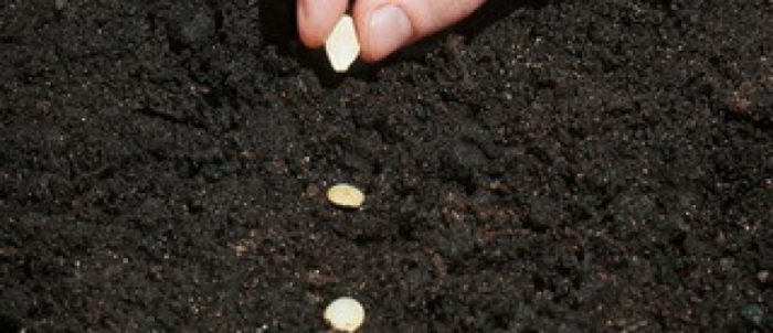 Семена кабачков