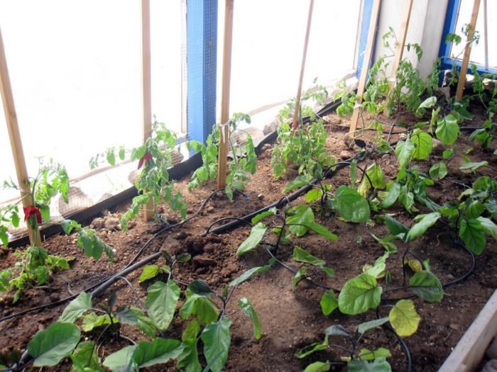 Уход и выращивание баклажанов в теплице