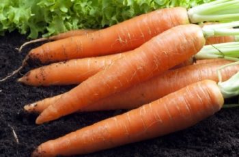 Когда сажать морковь?