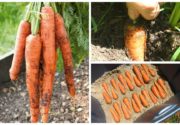 Когда убирать морковь?