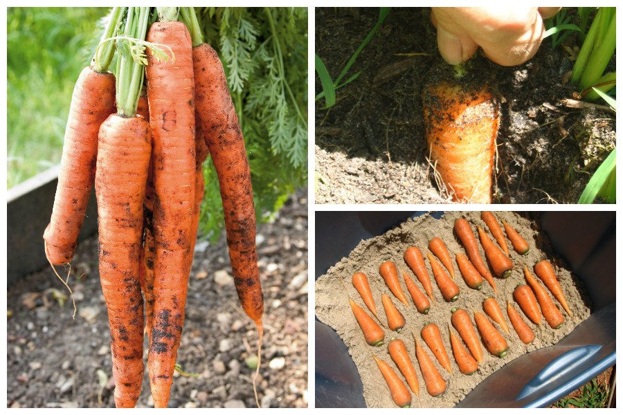 Как лучше хранить морковь. Хранение моркови. Хранение моркови на грядке. Уборка корнеплодов моркови. Морковь домашняя.