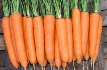 Морковь Дордонь