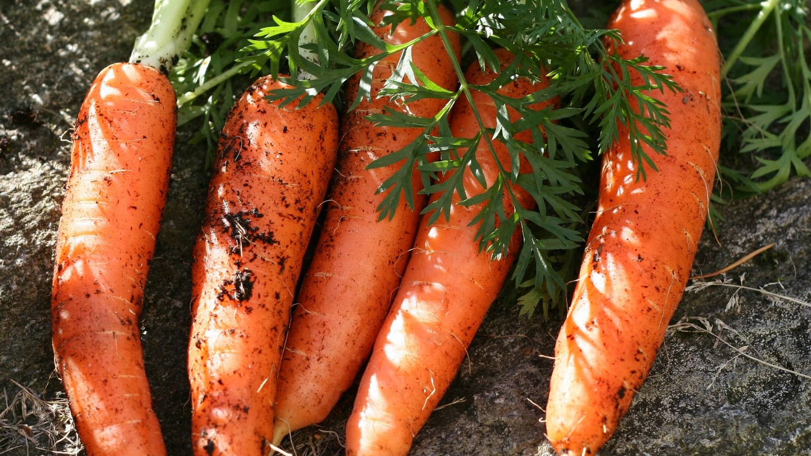 Морковь Канада: описание, характеристики, правила посадки и выращивания, отзывы
