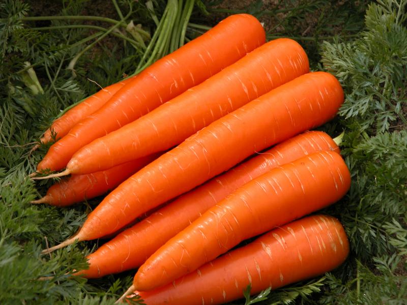 Морковь осенью